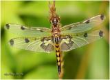 Calico Pennant- Immature Male