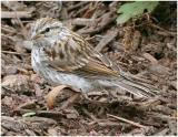 Chipping Sparrow-Juvenile