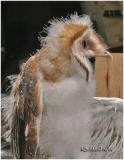 Barn Owl Chick- Approx, 6 Wks Old