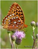 <h5><big>Great Spangled Fritillary<br></big><em>Speyeria cybele</h5></em>