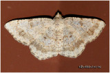 <h5><big>Faint-spotted Angle Moth<br></big><em>Digrammia ocellinata  #6386</h5></em>