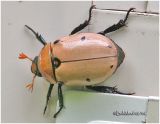 Grapevine Beetle-Black Legs