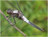 Chalk-Fronted Corporal-Male