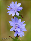 Chickory