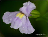 Monkey Flower