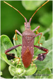 Leaf Footed Bug