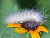 <h5><big>Virginian Tiger Moth Caterpillar <BR></big><em>Spilosoma virginica #8137</h5></em>