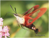<h5><big>Hummingbird Clearwing Moth <br></big><em>Hemaris thysbe #7853</h5></em>
