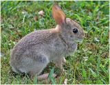 Eastern Cottontail-Immature