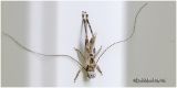 Cricket Exoskeleton