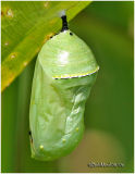 Monarch Pupa