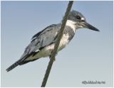 Belted Kingfisher-Male