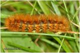<h5><big>Salt Marsh Moth Caterpillar <BR></big><em>Estigmene acrea #8131</h5></em>