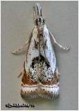 <h5><big>Elegant Grass Veneer Moth<br></big><em>Microcrambus elegans #5420</h5></em>