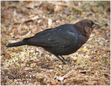 Brown-headed Cowbird-Male