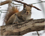 Red Squirrel