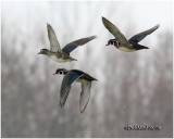 Wood Ducks