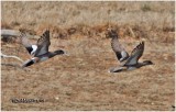 American Wigeons