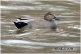 Gadwall-Male Breeding