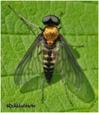 Gold Backed Snipefly-Male