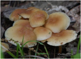 Fungi13
