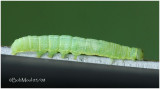 <h5><big>Dowdy Pinion Moth Caterpillar<BR></big><em>Lithophane unimoda #9916</h5></em