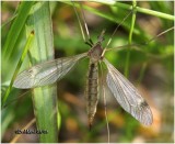 Crane Fly-Female