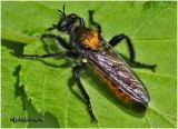 Robber Fly - Male