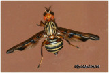 Picture Winged Fly