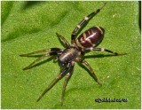 Ground Sac Spider