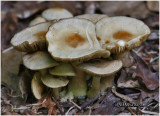 Fungi31