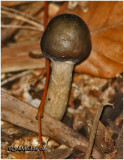 Shameless Stinkhorn