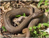 Northern Water Snakes-Mating