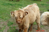 isle of mull_29.JPG