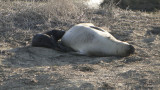 164 point lobos state park.JPG