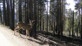 569 yosemite.JPG