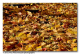 Carpet of leaves ...