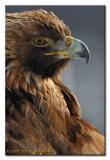 Golden Eagle ...