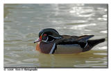 Wood Duck ...