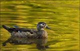 Female Wood Duck at golden lght ...