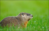 Woodchuck ...