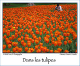 Dans les Tulipes ...