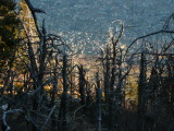 la citt di Morbegno e il bosco bruciato