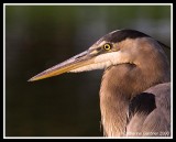 GBH