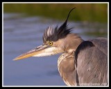 GBH