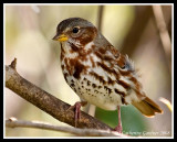 Fox Sparrow