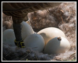 Goose Hatching