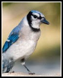 Bluejay