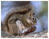 Squirrels & Chipmunks