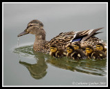 Duck Family